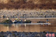 四柱配对歙县完成安徽首个县域生物多样性调查 共记录物种近4千种